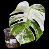 Variegated Monstera Albo Plant - Rare Indoor White Monstera Albo Borsigiana Plant - Albo Monstera - US Seller - Rare Houseplant