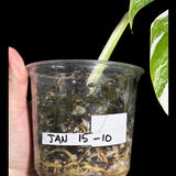Variegated Monstera Albo Plant - Rare Indoor White Monstera Albo Borsigiana Plant - Albo Monstera - US Seller - Rare Houseplant