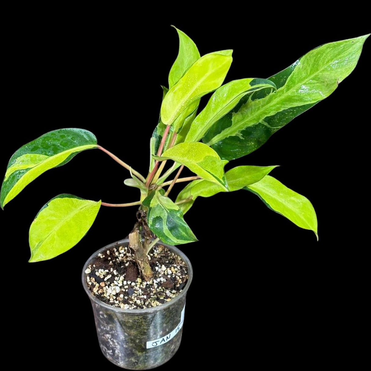 Variegated Philodendron Thai Sunrise in a Nursery Pot- Tropical Indoor Plant - Rare Houseplant - Exact Same Potted Plant- US Seller