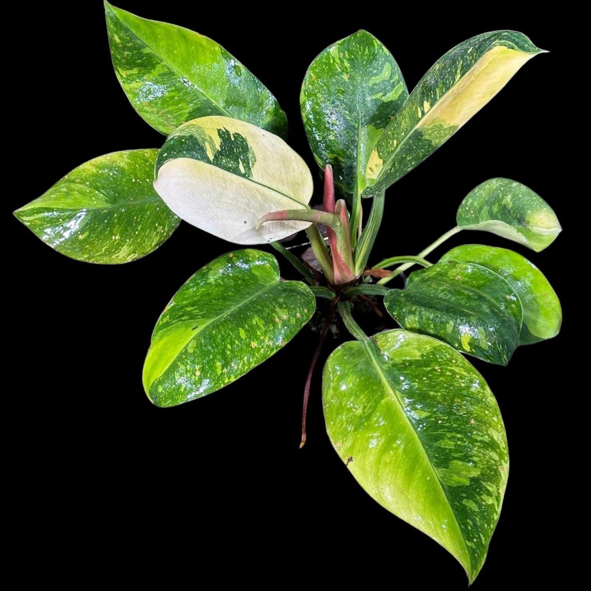 Philodendron Green Congo Hybrid Variegated Live Large Vibrant Pant - EXTREMELY Rare Collector Plant | SAME Plant | VERY Hard to Come By