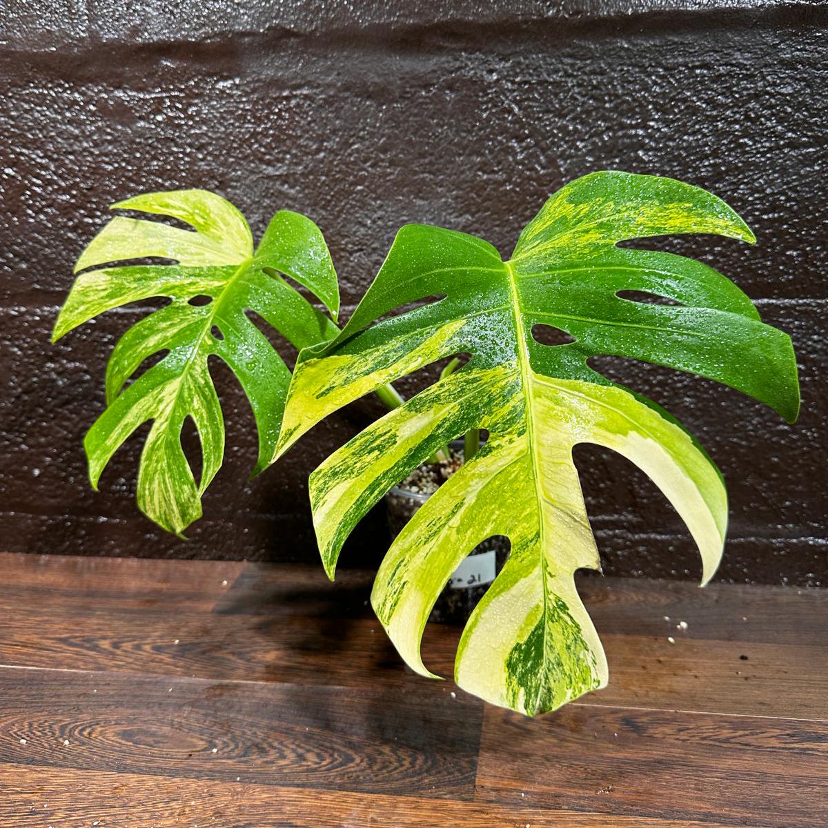 Monstera Aurea Variegated Borsigiana in a Nursery Pot - Monstera Aurea 2 Leaf Potted Plant - Monstera Marmota