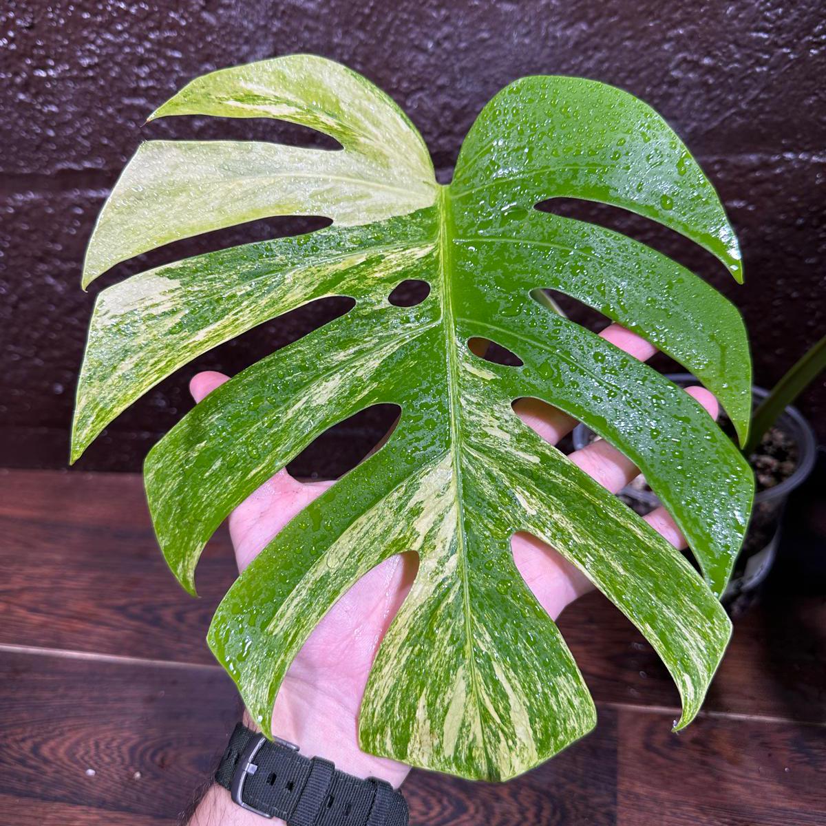 Monstera Aurea Variegated Borsigiana in a Nursery Pot - Monstera Aurea 2 Leaf Potted Plant - Monstera Marmota