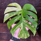 Monstera Aurea Variegated Borsigiana in a Nursery Pot - Monstera Aurea 2 Leaf Potted Plant - Monstera Marmota