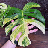 Monstera Aurea Variegated Borsigiana in a Nursery Pot - Monstera Aurea 2 Leaf Potted Plant - Monstera Marmota