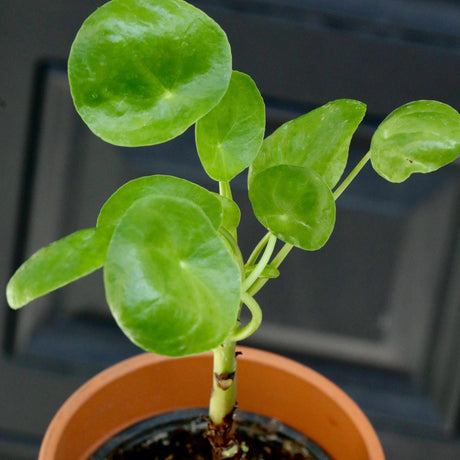 Chinese Money Plant in a 3" Nursery Pot - Pilea Peperomioides - Money Plant - Low Light Indoor Houseplants - Lucky Vining Plant - Coin Plant