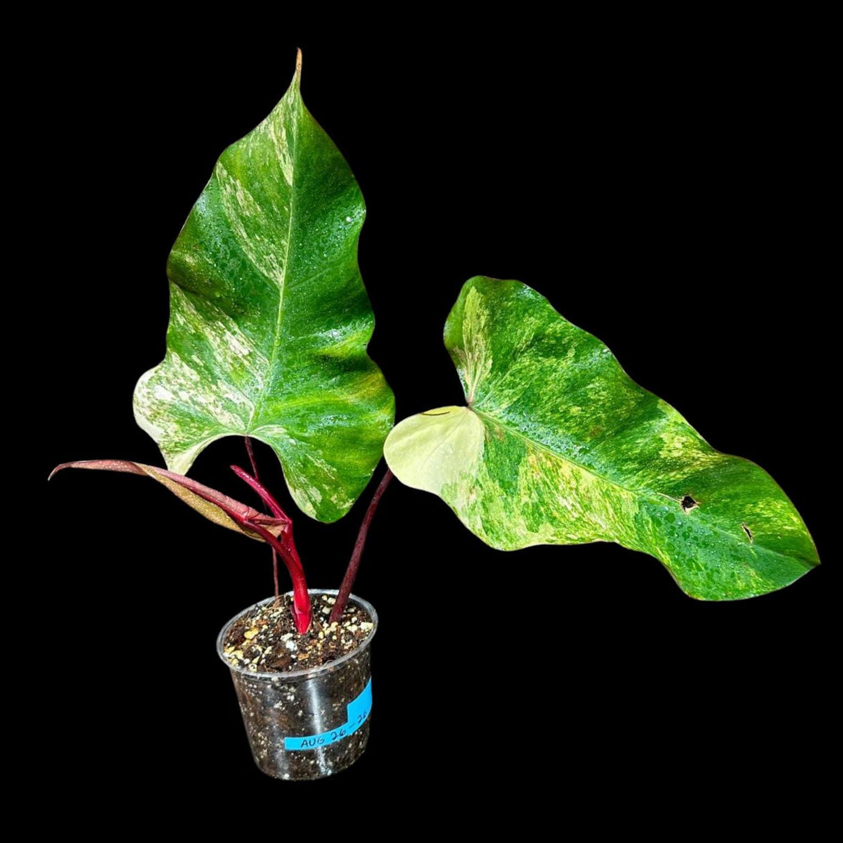 Philodendron Strawberry Shake in a Nursery Pot - Strawberry Shake RARE Collector Potted Plant - Pink Philodendron - SAME Plant as images
