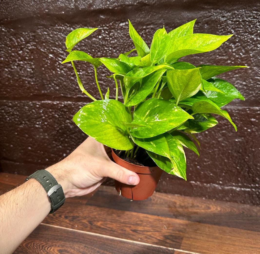 Golden Pothos in a Nursery Pot - Easy Care Houseplant - Low light Indoor Plant - Devils Ivy Plant - Air purifier plant - US Seller