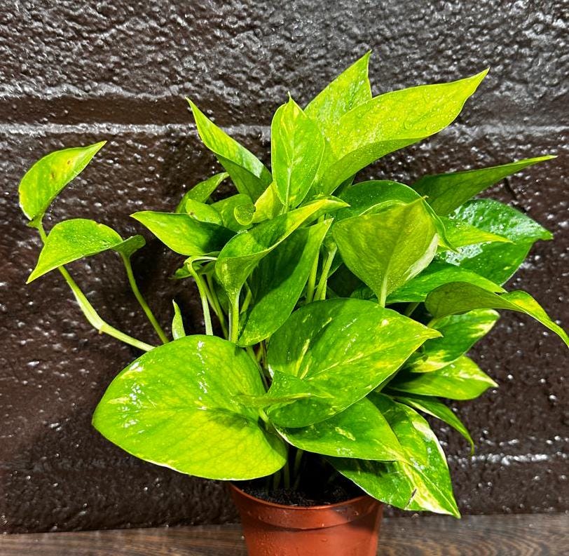 Golden Pothos in a Nursery Pot - Easy Care Houseplant - Low light Indoor Plant - Devils Ivy Plant - Air purifier plant - US Seller