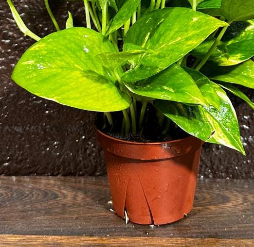 Golden Pothos in a Nursery Pot - Easy Care Houseplant - Low light Indoor Plant - Devils Ivy Plant - Air purifier plant - US Seller