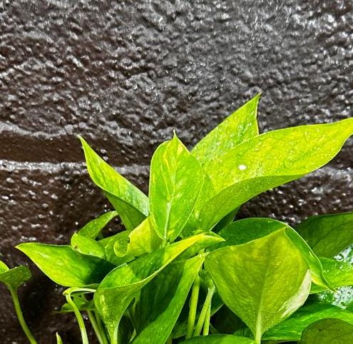Golden Pothos in a Nursery Pot - Easy Care Houseplant - Low light Indoor Plant - Devils Ivy Plant - Air purifier plant - US Seller