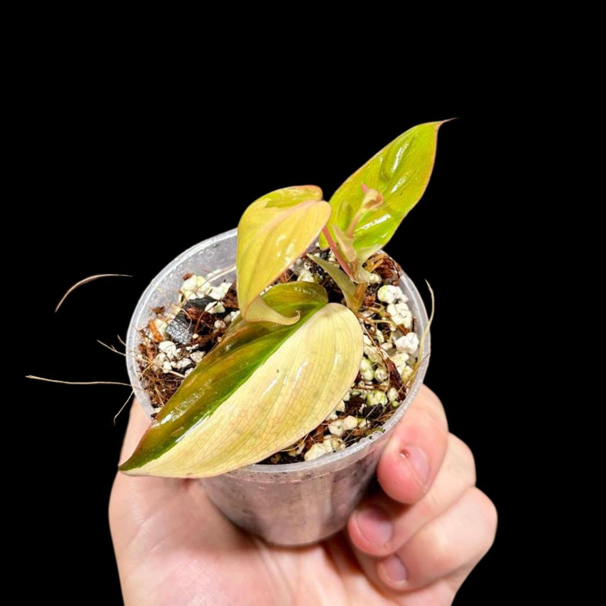 Rare Variegated Philodendron Mican Aurea in a Nursery Pot - Rare Collector Potted Plant - Mican Aurea Gift Plant - US SELLER