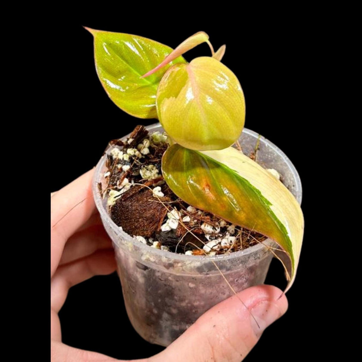 Rare Variegated Philodendron Mican Aurea in a Nursery Pot - Rare Collector Potted Plant - Mican Aurea Gift Plant - US SELLER