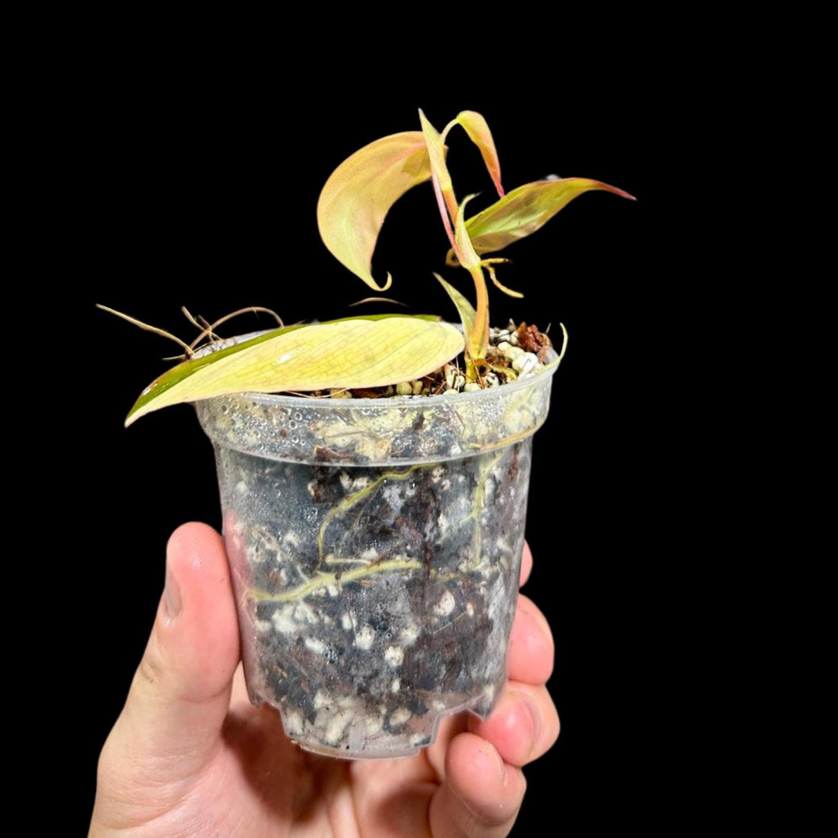 Rare Variegated Philodendron Mican Aurea in a Nursery Pot - Rare Collector Potted Plant - Mican Aurea Gift Plant - US SELLER