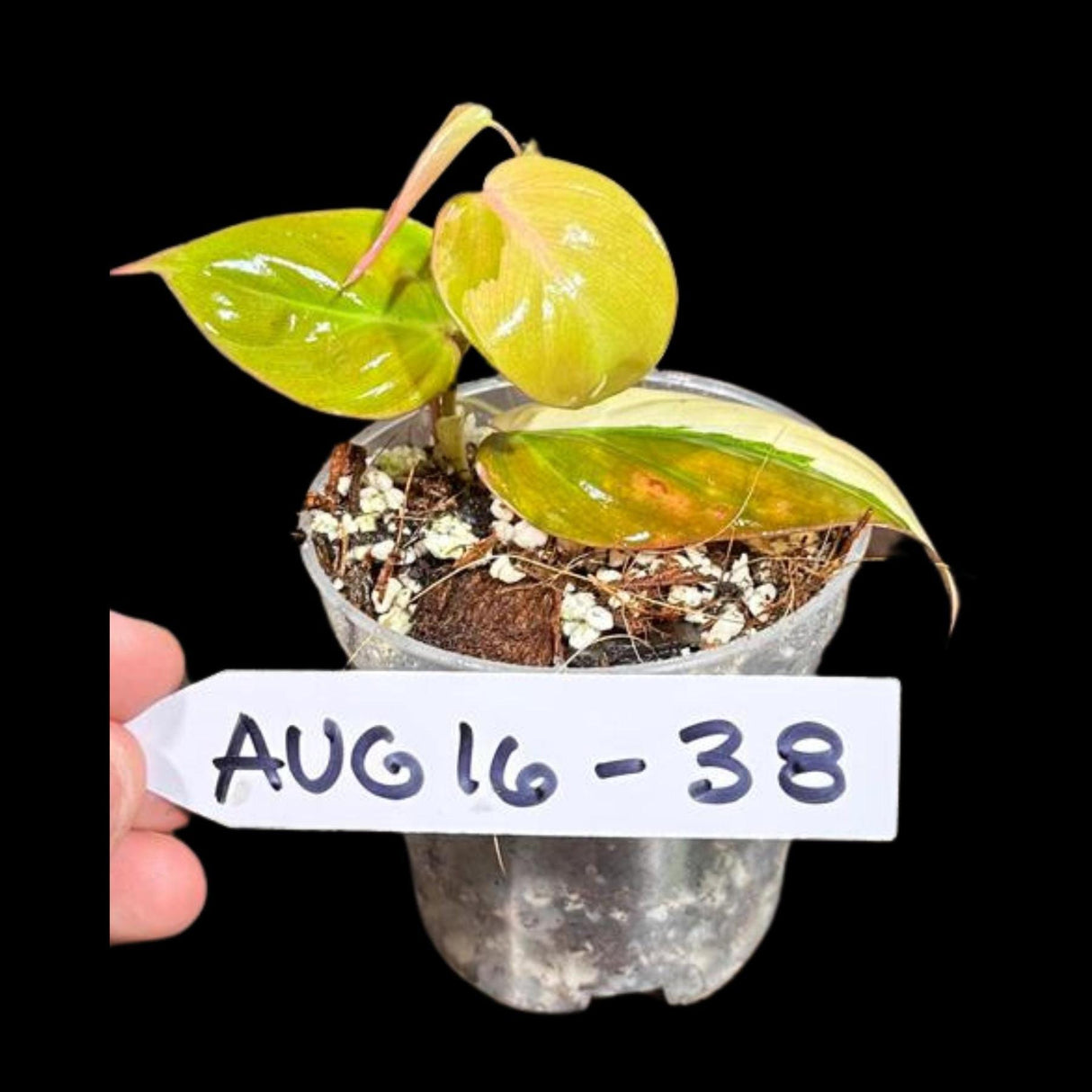 Rare Variegated Philodendron Mican Aurea in a Nursery Pot - Rare Collector Potted Plant - Mican Aurea Gift Plant - US SELLER