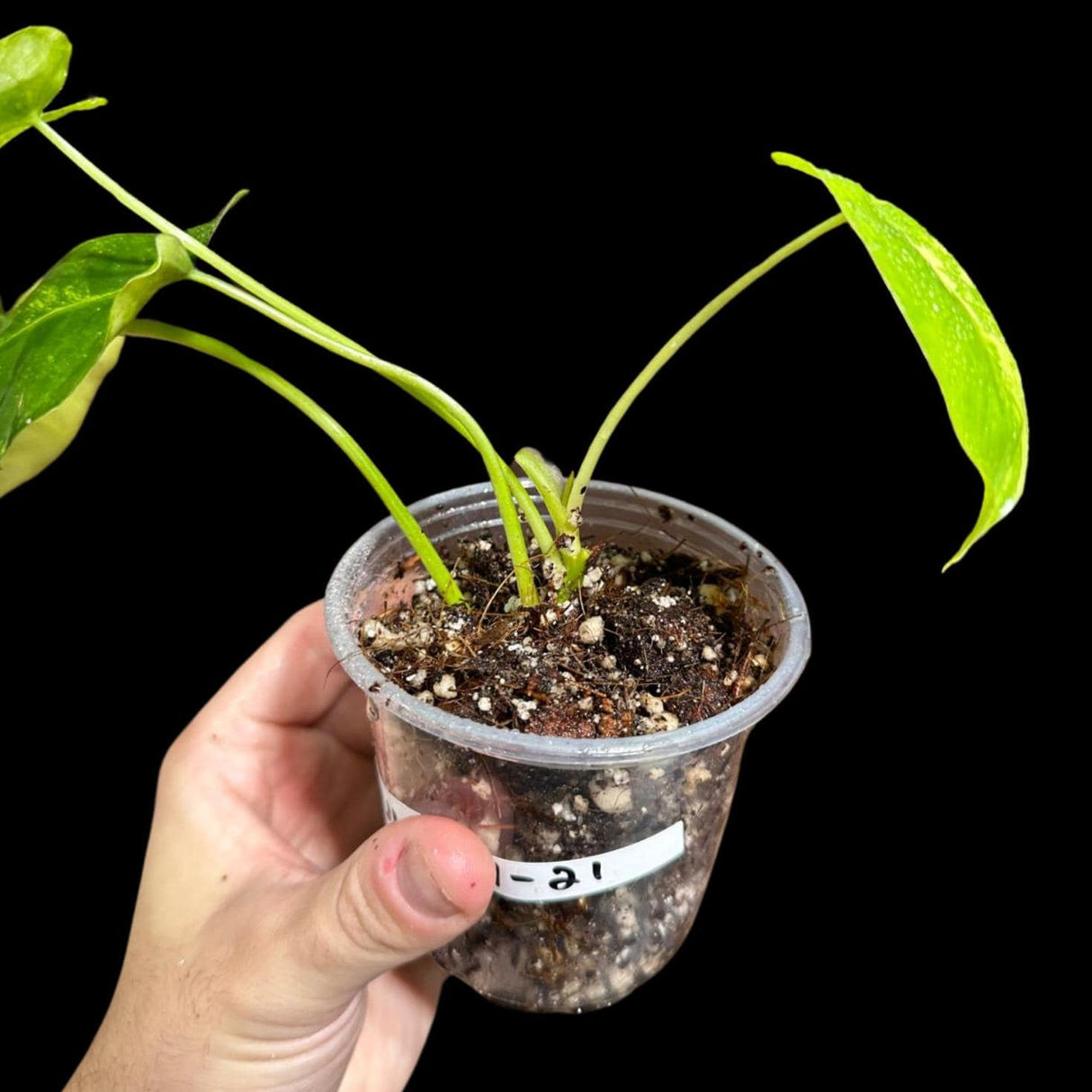 Variegated Burle Marx Philodendron Plant in a Nursery Pot - Indoor & Outdoor Live Tropical House plant - US Seller