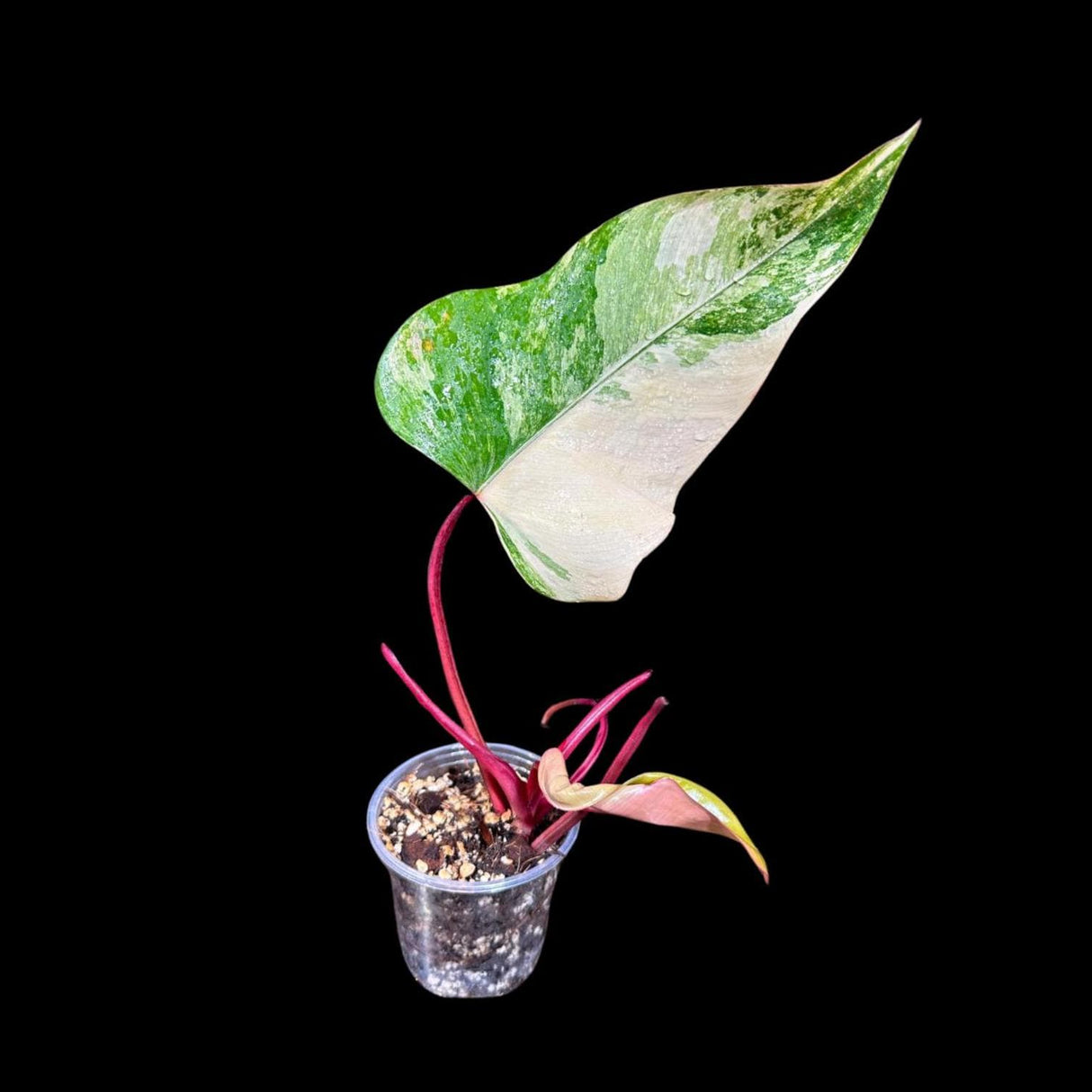 Variegated Philodendron Strawberry Shake in a Nursery Pot - Pink Philodendron RARE Collector Plant - SAME Plant as images - US seller