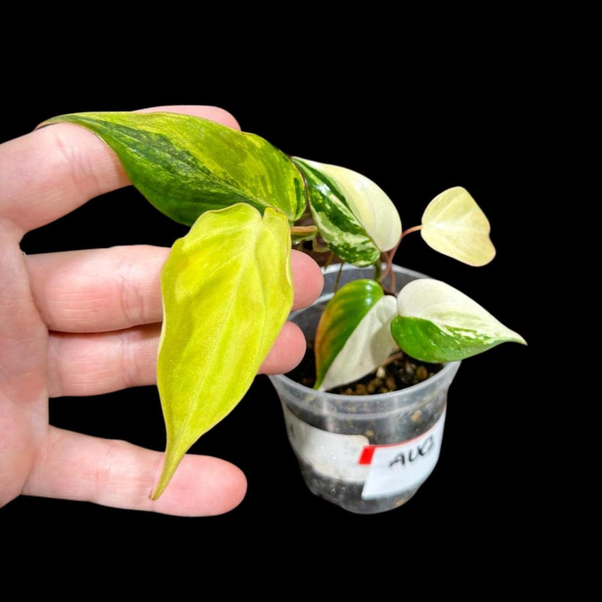 Rare Variegated Philodendron Mican Aurea in a Nursery Pot - Variegated Mican Rare Collector Potted Plant - US SELLER - Potted Plant