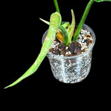 Philodendron Green Congo Hybrid Variegated live plant in a Nursery Pot - Rare Collector Pot - SAME Potted Plant - Hard to Come By -US Seller