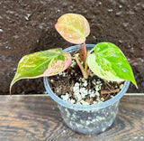 Rare Variegated Philodendron Mican Pink Mature Plant in a Nursery Pot - Variegation Potted Plant - US SELLER - Potted Plant