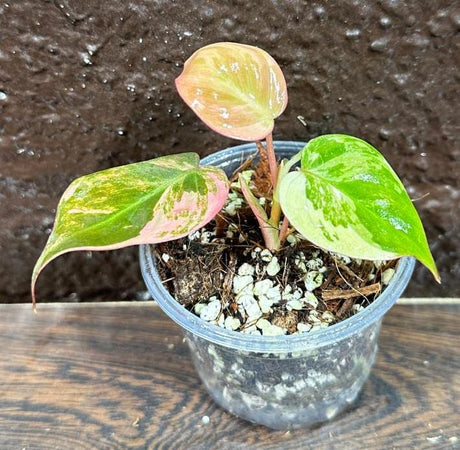 Rare Variegated Philodendron Mican Pink Mature Plant in a Nursery Pot - Variegation Potted Plant - US SELLER - Potted Plant