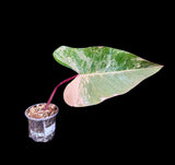 Variegated Philodendron Strawberry Shake in a Nursery Pot - Strawberry Shake RARE Collector Single Leaf Potted Plant - Rare Aroid Plant