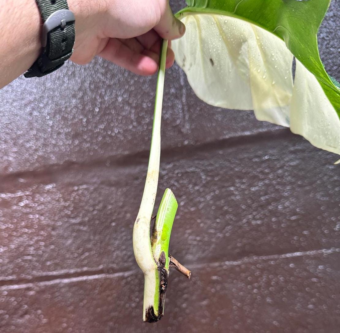 Variegated Monstera Albo Cutting - White Monstera Albo Borsigiana Plant - Rare Collector Indoor Plant - Best Gift Plant - US Seller