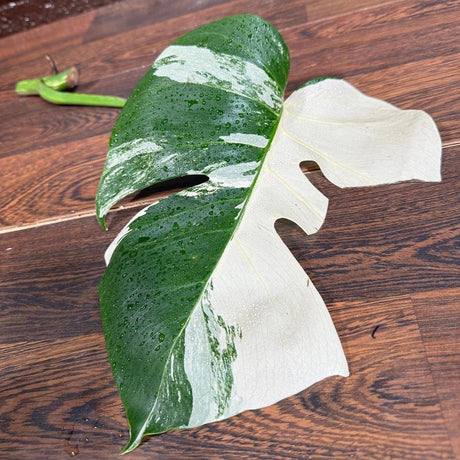 Variegated Monstera Albo Cutting - White Monstera Albo Borsigiana Plant - Rare Collector Indoor Plant - Birthday Gift Plant - US Seller