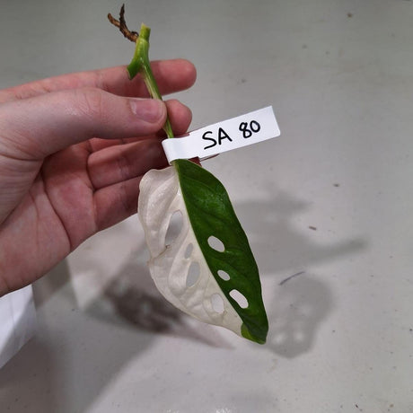 Monstera Adansonii Albo Variegated Swiss Cheese Cutting - Premium Color Swiss - Live Aroid Plants - Half-Moon Variegated Leaf - US Seller