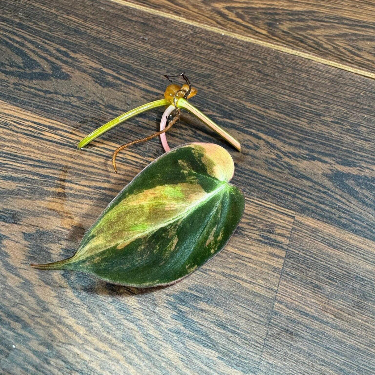 Rare Variegated Philodendron Mican Aurea Variegated Leaf Cutting - Rare Aroid Plant - Best Birthday Gift - Live Plant - US SELLER