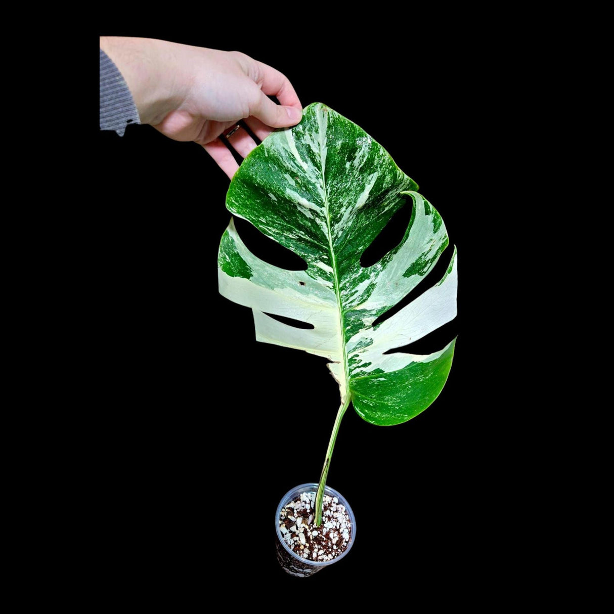 Variegated Monstera Albo Plant - Rare Indoor White Monstera Albo Borsigiana Plant - Albo Single Leaf Plant - Rare Houseplant -EXACT Plant