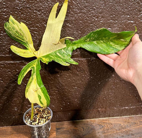 Variegated Philodendron Florida Beauty in a Pot-Unique Extremely Rare Variegated Florida Beauty Live Plant-Similar Potted Plant