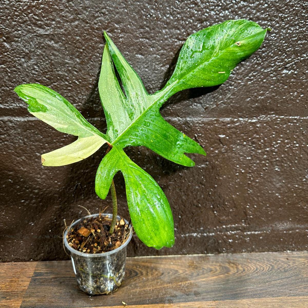 Variegated Philodendron Florida Beauty in a Nursery Pot-Extremely Rare Unique Indoor Live Plant-Same Potted Plant