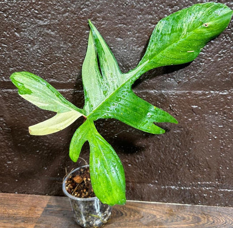 Variegated Philodendron Florida Beauty in a Nursery Pot-Extremely Rare Unique Indoor Live Plant-Same Potted Plant