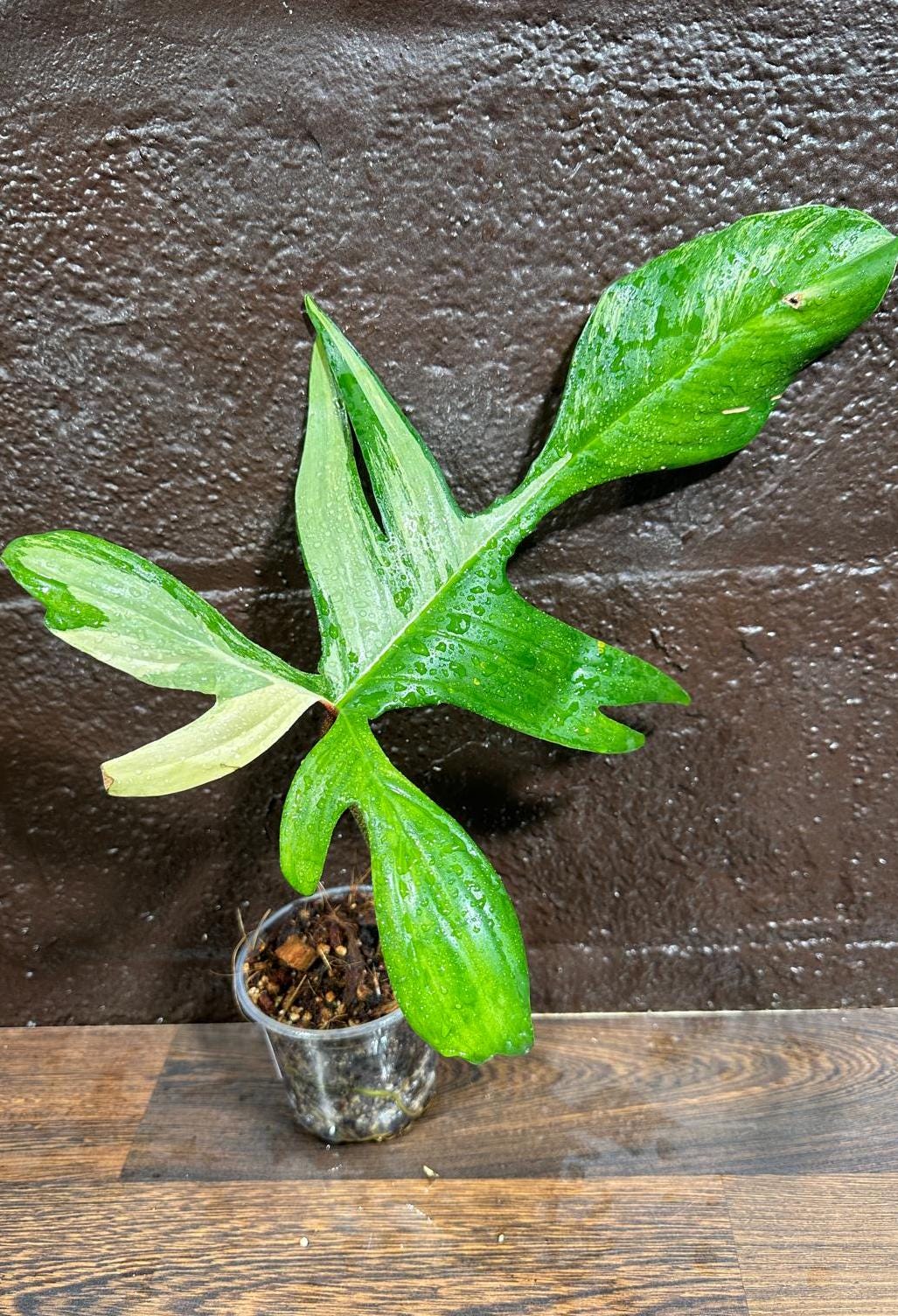 Variegated Philodendron Florida Beauty in a Nursery Pot-Extremely Rare Unique Indoor Live Plant-Same Potted Plant