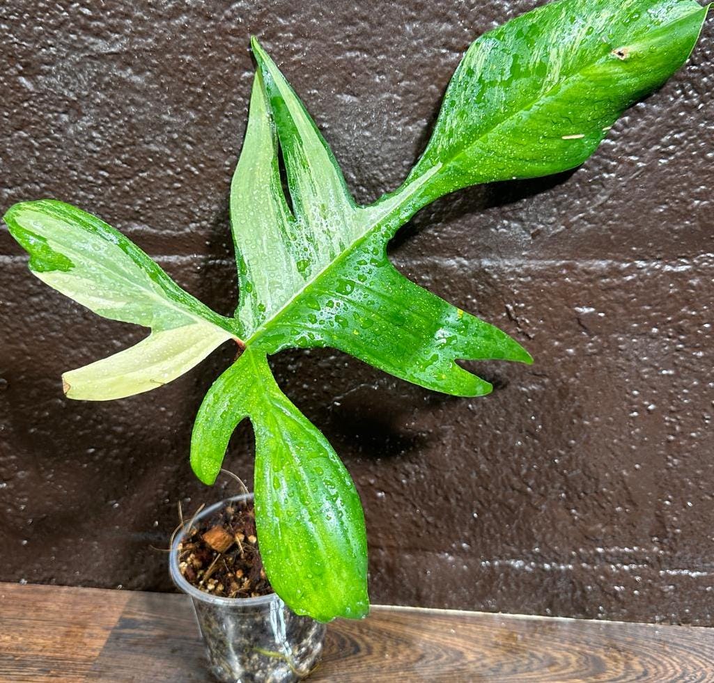 Variegated Philodendron Florida Beauty in a Nursery Pot-Extremely Rare Unique Indoor Live Plant-Same Potted Plant