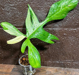 Variegated Philodendron Florida Beauty in a Nursery Pot-Extremely Rare Unique Indoor Live Plant-Same Potted Plant