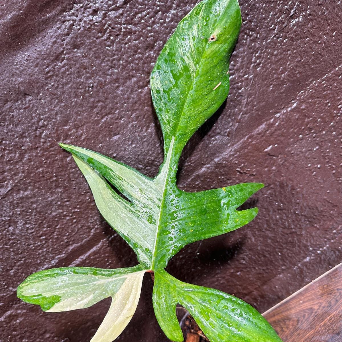 Variegated Philodendron Florida Beauty in a Nursery Pot-Extremely Rare Unique Indoor Live Plant-Same Potted Plant