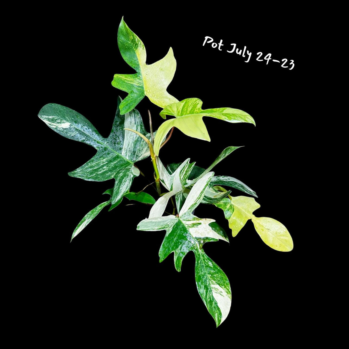 Variegated Philodendron Florida Beauty in a Pot- Extremely Rare Variegation Florida Beauty Live Indoor Plant - Similar Pot