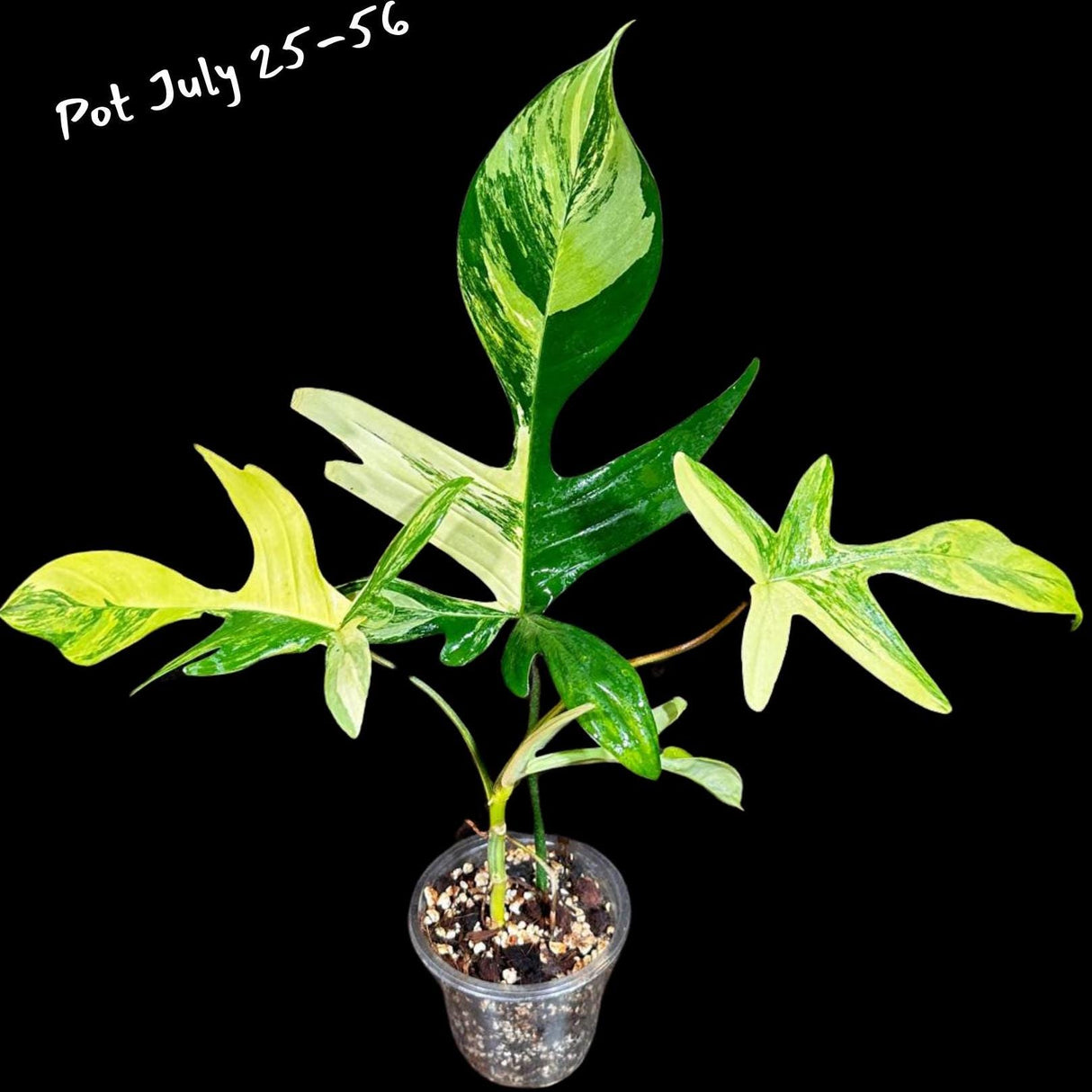 Variegated Philodendron Florida Beauty in a Pot- Extremely Rare Variegation Florida Beauty Live Indoor Plant - Similar Pot