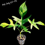 Variegated Philodendron Florida Beauty in a Pot- Extremely Rare Variegation Florida Beauty Live Indoor Plant - Similar Pot