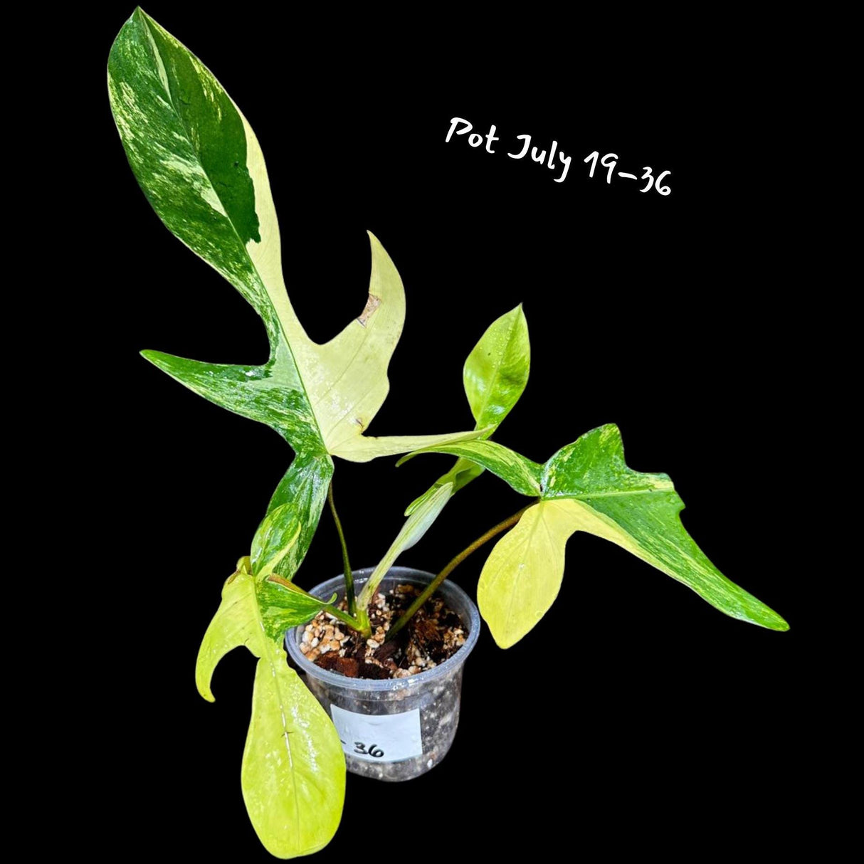 Variegated Philodendron Florida Beauty in a Pot- Extremely Rare Variegation Florida Beauty Live Indoor Plant - Similar Pot