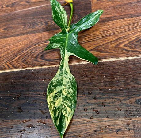 Variegated Philodendron Florida Beauty Cutting - SIMILAR PLANT as the images - Rare Collector Plant - Gift Plant - US Seller