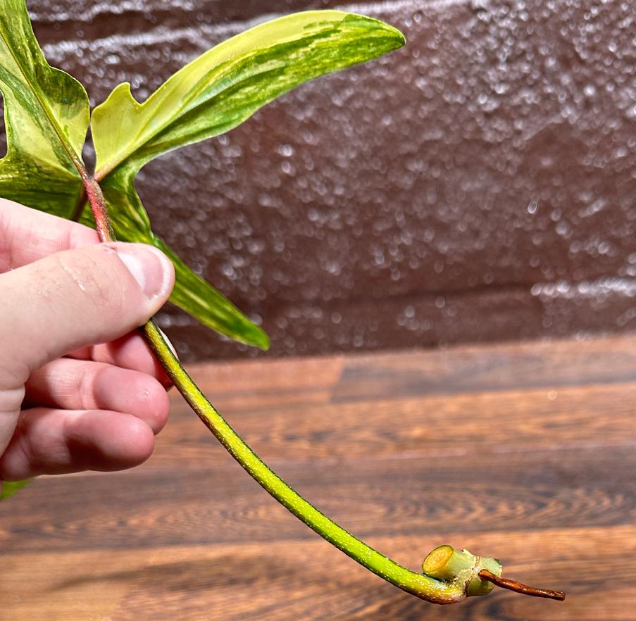 Variegated Philodendron Florida Beauty Cutting - Similar PLANT as the images - Rare Collector Plant - Rare Find - US Seller