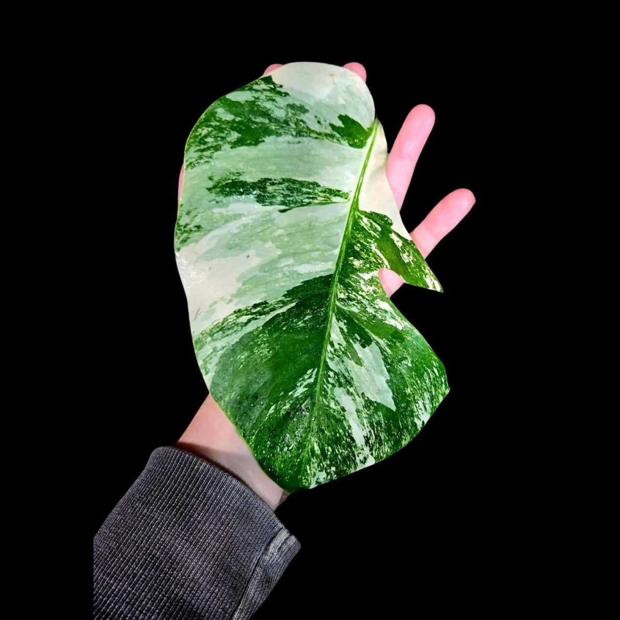 Variegated Monstera Albo Plant - Rare Indoor White Monstera Albo Borsigiana Plant - Albo Single Leaf Plant - Rare Houseplant -EXACT Plant