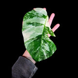 Variegated Monstera Albo Plant - Rare Indoor White Monstera Albo Borsigiana Plant - Albo Single Leaf Plant - Rare Houseplant -EXACT Plant