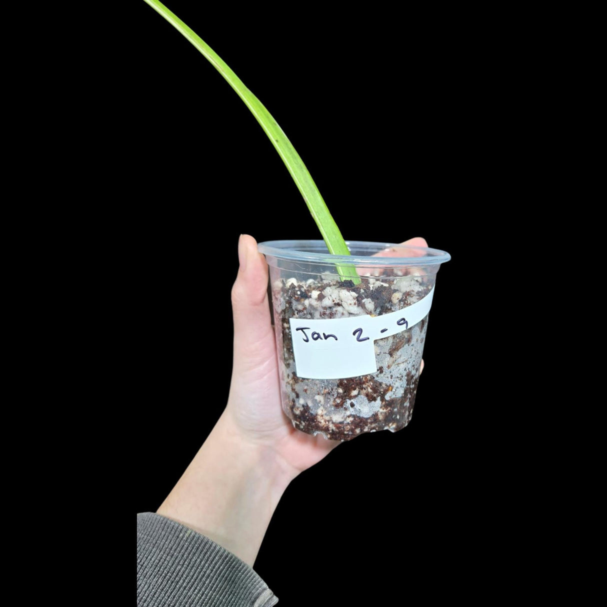 Variegated Monstera Albo Plant - Rare Indoor White Monstera Albo Borsigiana Plant - Albo Single Leaf Plant - Rare Houseplant -EXACT Plant