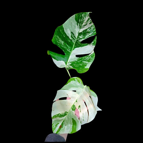 Variegated Monstera Albo Plant - Rare Indoor White Monstera Albo Borsigiana Plant - Monstera Albo - Rare Houseplant -EXACT Plant