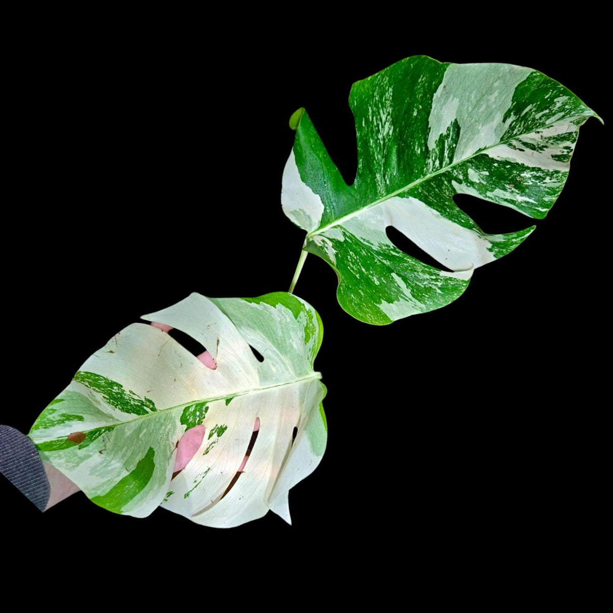 Variegated Monstera Albo Plant - Rare Indoor White Monstera Albo Borsigiana Plant - Monstera Albo - Rare Houseplant -EXACT Plant