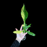 Variegated Philodendron Florida Beauty in a Nursery Pot-Extremely Rare Variegated Live Plant - Florida Beauty Single Leaf Plant - US Seller
