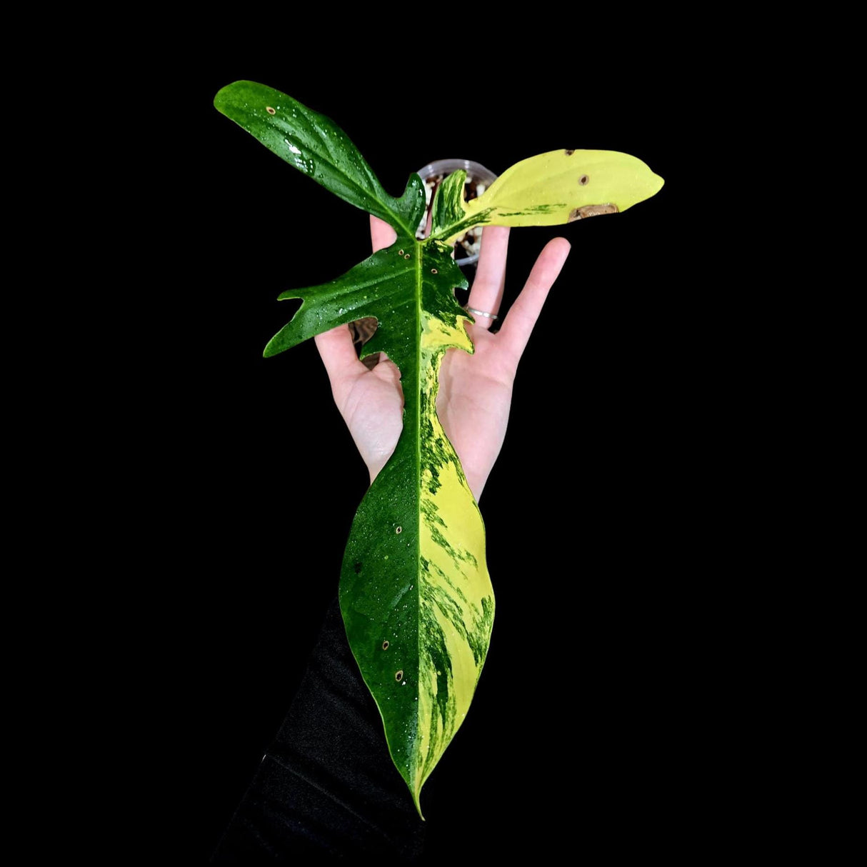 Variegated Philodendron Florida Beauty in a Nursery Pot-Extremely Rare Variegated Live Plant - Florida Beauty Single Leaf Plant - US Seller